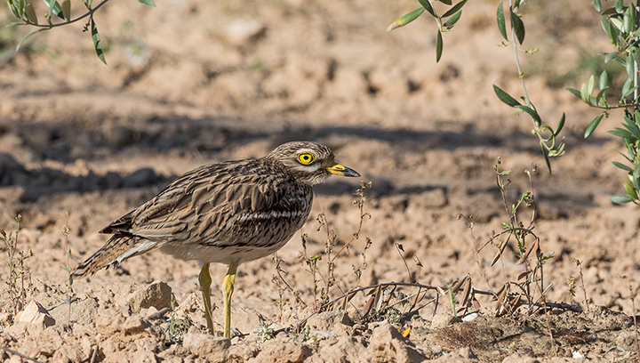 Sortie nature : observation des rassemblements postnuptiaux d'Œdicnème criard